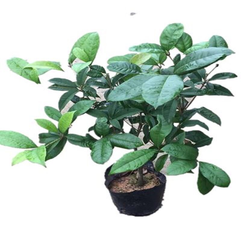 桂花树苗盆栽富贵之植物香四季开桌面绿植