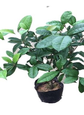 桂花树苗盆栽富贵之植物香四季开花室内阳台庭院绿植好养花卉包邮