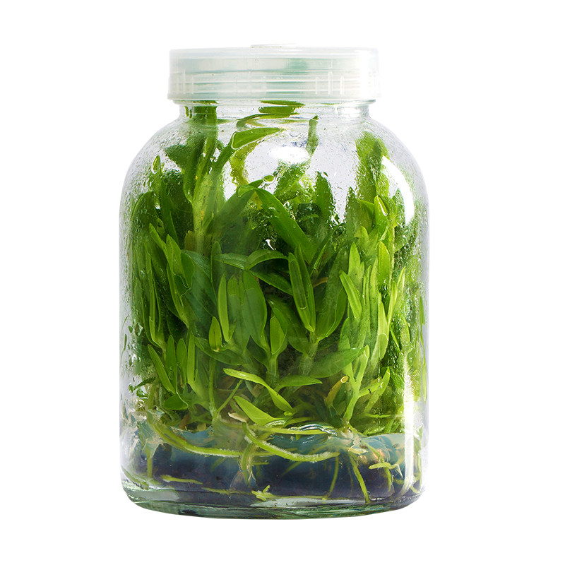 办公室种苗水培植物铁皮石斛苗