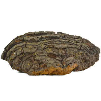 福源堂 桑黄 野生桑树桑黄 林芝 桑树生长桑黄灵芝 250克包邮