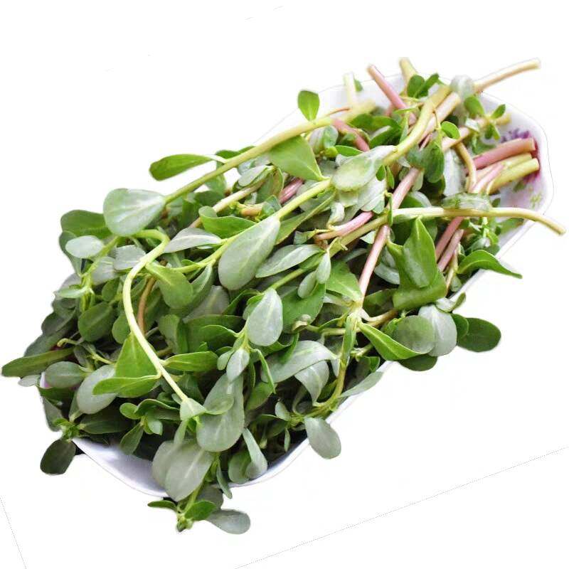 野生新鲜马齿菜包装五行草