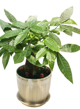 发财树盆栽绿植花卉室内