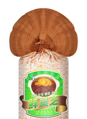 买1送健芝缘菌灵芝新鲜有机种植