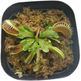 重磅｜森镜自育新品种捕蝇草【荆棘鲨】齿状流刺漏斗带红线超稀有