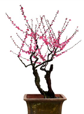 包邮红梅花实物腊梅乌梅绿植盆栽