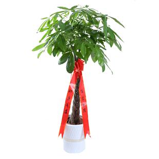 发财树盆栽大室内客厅办公室四季常青植物开业招财发才树大型绿植