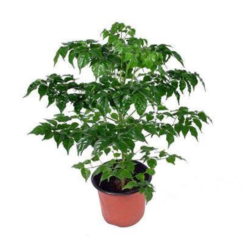 小富贵包邮水培防辐射花卉植物