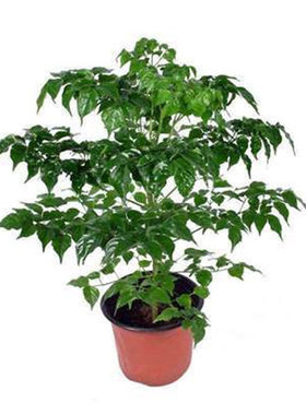 小富贵包邮水培防辐射花卉植物