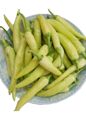 广西新鲜白玉椒老坛酸菜白辣椒