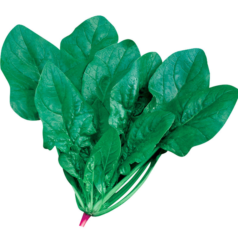 蔬菜春季菠菜种子