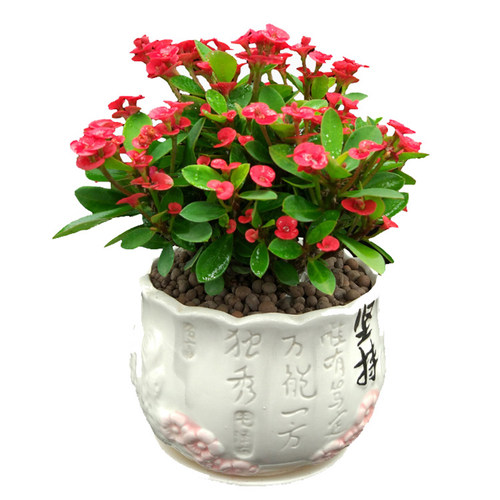 虎刺梅铁海棠花苗带花四季开花阳台庭院盆栽花卉室内客厅植物包邮