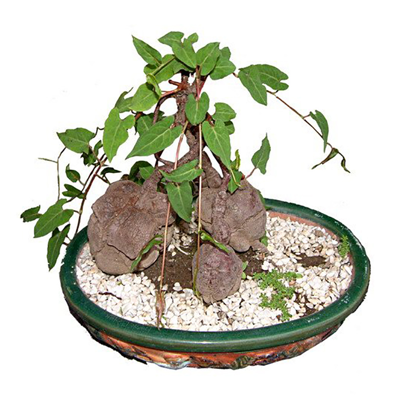 綠色盆栽何首烏掌上盆景 何首烏盆景苗盆栽植物 微型盆景種苗陽臺