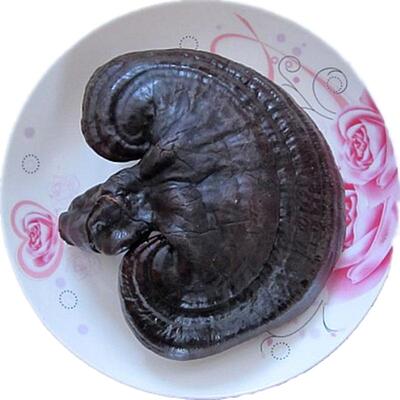 回客多长白山泡茶灵芝孢子粉