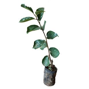 太秋甜脆柿子树苗地栽南北方种植水果耐寒庭院盆栽阳台柿饼树
