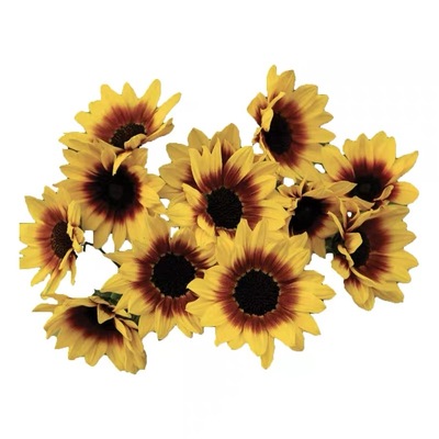 光辉岁月多年生太阳花超级向日葵