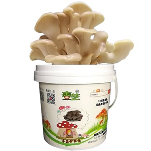 厨房新款平菇蘑菇种植桶菌包菌种棒食用菌盆栽家庭阳台多肉植物邮