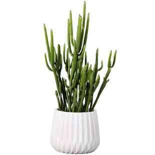 芳心草多肉植物绿珊瑚光棍树盆栽办公室桌面防辐射绿植花卉绿玉树