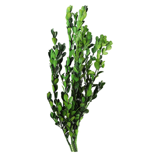 干花叶子天然绿叶真花长生花永生花插花配草房间装饰摆件小黄杨叶