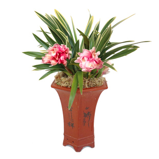 刘阁兰花苗 蕙兰春节年宵大花 中国龙冬带花苞出售花卉盆栽