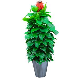 海棠花盆栽 丽格海棠观花植物 室内阳台办公室绿植花卉 花草世界