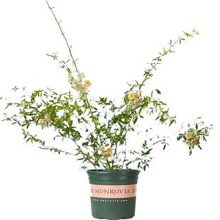 木香花苗盆栽爬藤植物四季浓香七里香庭院阳台室内花卉黄木香花苗