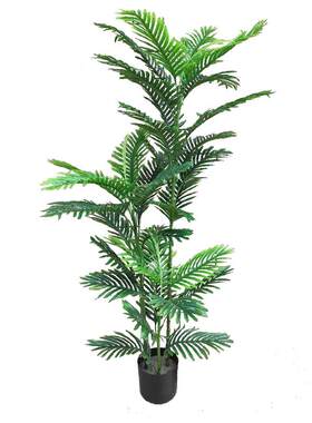 剑兰叶小滴水观音万年青仿真植物