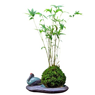 盆景竹子米竹盆栽凤尾竹观赏小型竹子绿植花卉琴丝竹绿植庭院观叶