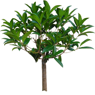 八月桂状元红桂花树苗金丹血桂四季桂岩桂木犀九里香金粟花卉包邮