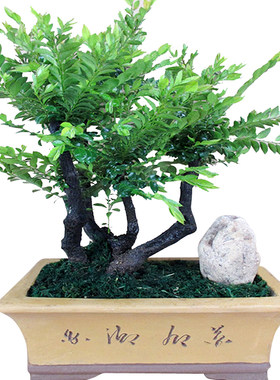 名贵小叶紫檀盆景四季常青黑檀
