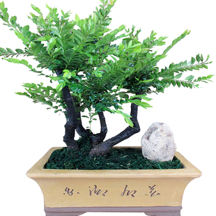 老桩镇宅小叶紫檀盆景植物室内盆景树桌面绿植客厅树桩盆栽陶瓷盆