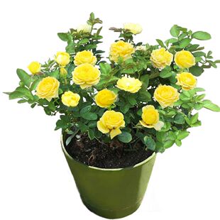 月季花苗大花浓香庭院阳台藤本植物花卉玫瑰盆栽爬藤蔷薇多季开花