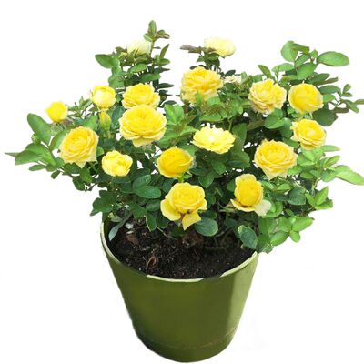 果汁阳台月季花苗大花浓香多季开