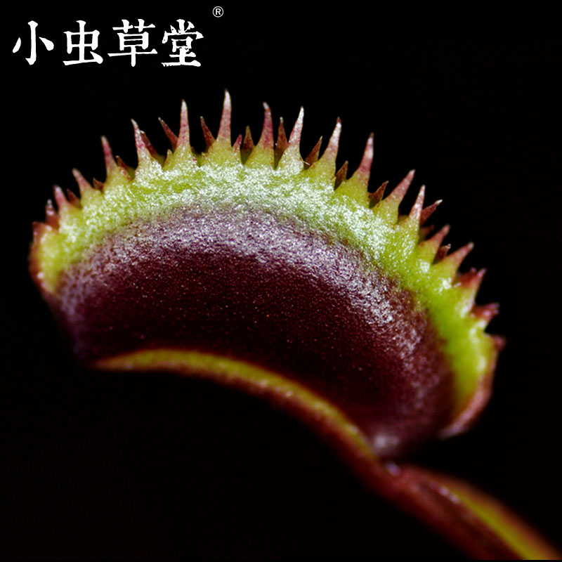 食人鱼捕蝇草小虫草堂食虫植物盆栽红色食虫草食人花室内食肉驱蚊