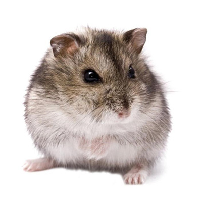 可爱珍珠熊紫仓健康发货宠物鼠