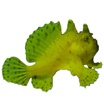 五脚虎海水观赏鱼黄金木瓜牛