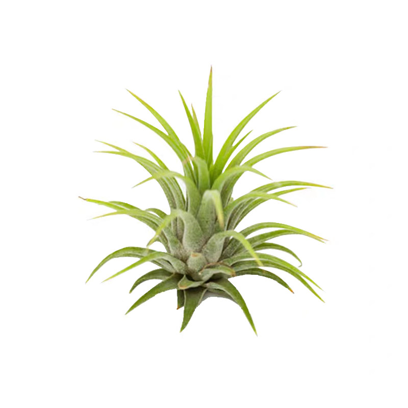 迷你小空气凤梨植物无土微景观绿植桌面小型空凤精灵多款新手花卉