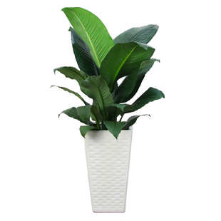 大叶绿巨人绿植盆景常青植物室内植物办公室吸甲醛净化空气盆栽