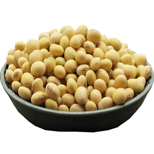 苏北黄豆 老品种椭圆形白皮黄豆 打豆浆豆花豆腐专用豆高蛋白大豆