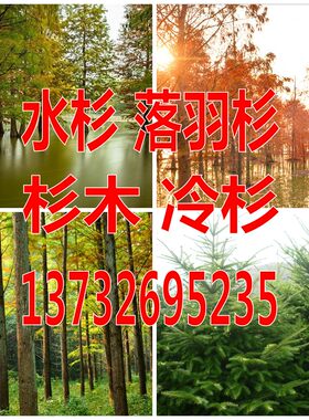 杉木种子水杉中山冷杉柳杉银杉落羽杉三尖杉刺杉速生杉树云杉池杉