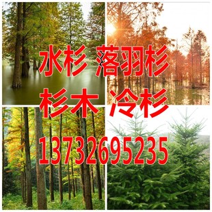 杉木种子水杉中山冷杉柳杉银杉落羽杉三尖杉刺杉速生杉树云杉池杉