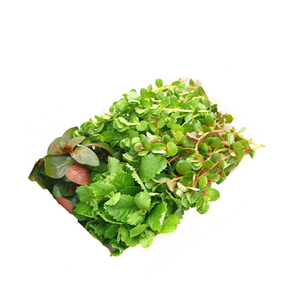 活体真水草有茎水草组合鱼缸造景装饰造景套餐真植物散支后景草