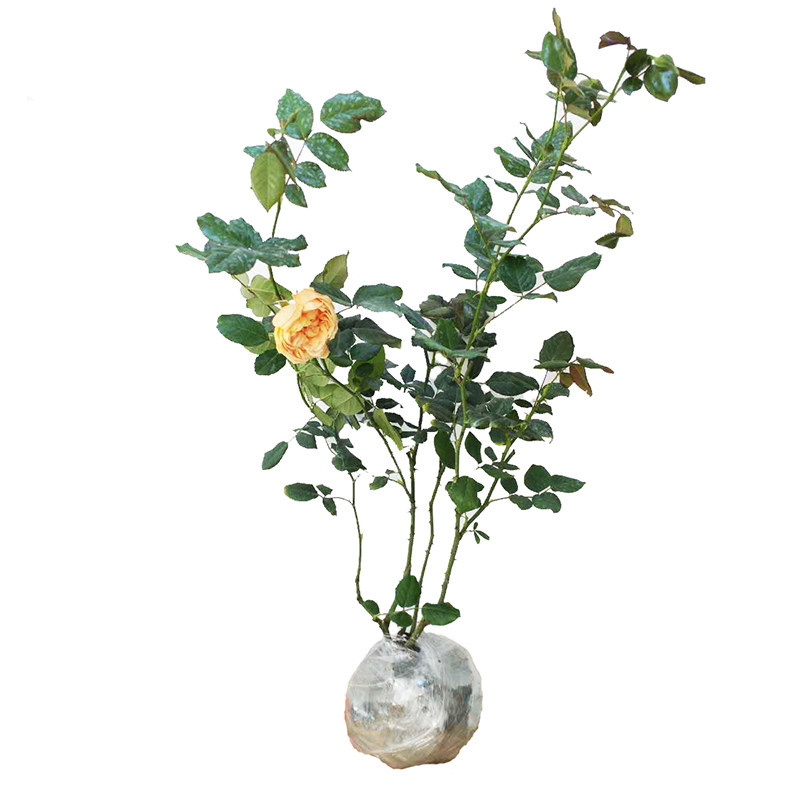 欧月大花灌木浓香庭院阳台绿植花卉盆栽切花月季玫瑰花苗