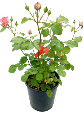 月季直播露天藤本切花中苗灌木