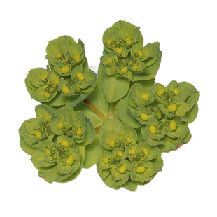 山东新鲜泽漆猫眼草猫儿眼睛草五朵云五灯草乳浆大戟干品500g包邮