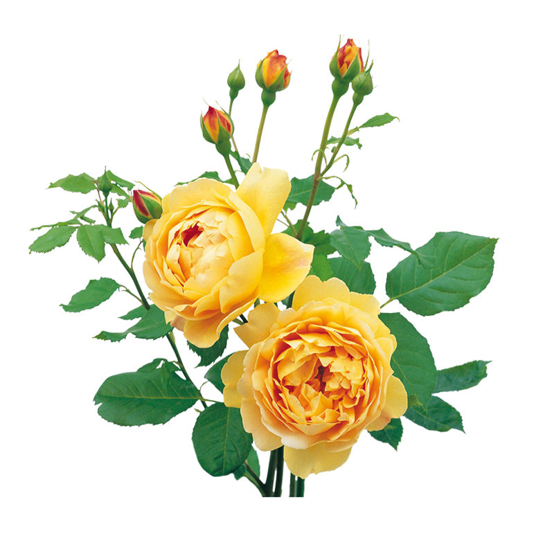 【直播-黄金庆典】天狼月季庭院花园易养攀援藤本植物花卉盆栽苗