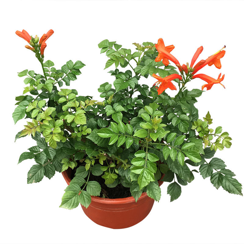 绿植凌霄花树苗室外阳台庭院爬藤