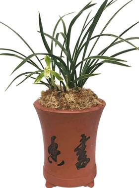 兰花苗雪山天草冬带浓香花苞