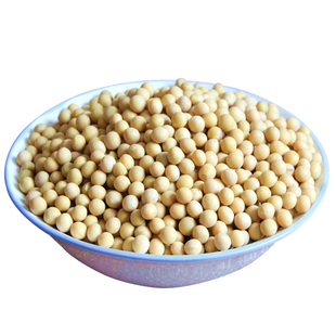 东北笨小黄豆打豆浆专用大豆 农家大豆 生发豆芽土黄豆