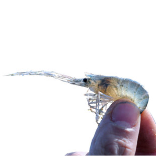 查干湖鱼头500克1只标切净膛真空保鲜天然有机特级鱼头包邮