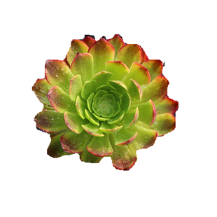 法师三仙套餐老桩砍头苗包邮红覆轮嘉年华翡翠冰孔雀法师火凤凰群